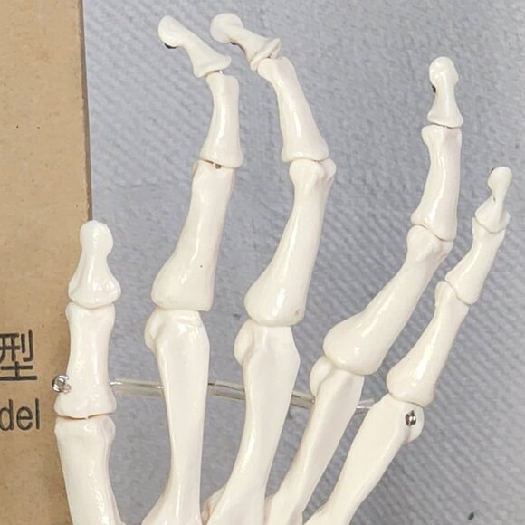 Human Hand Articulated Joint Model on Base - Picture 3 of 16